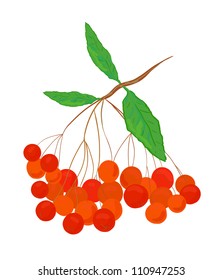 Eps 10 colorful vector ashberry illustration