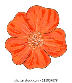Eps 10 colorful vector illustration of red dog rose flower