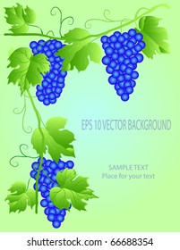 EPS 10 Grapevine with space for your text