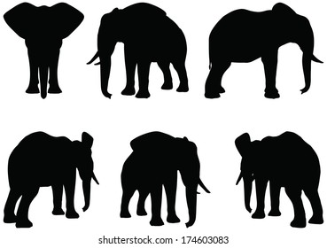 Eps 10 Set of editable vector silhouettes of African elephants in various poses