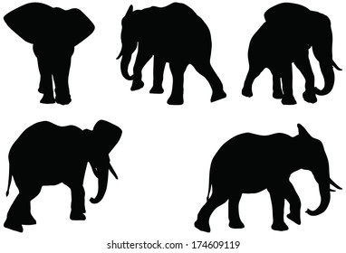 Eps 10 Set of editable vector silhouettes of African elephants in walk poses
