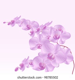 Eps 10 vector - elegant orchid branch with space for text