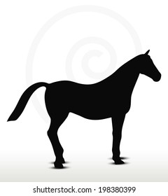 EPS 10 Vector - horse silhouette in standing still position