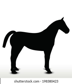 EPS 10 Vector - horse silhouette in standing still position