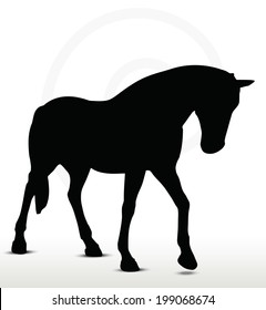 EPS 10 Vector - horse silhouette in Walking Head Down position