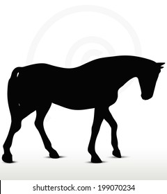 EPS 10 Vector - horse silhouette in Walking Head Down position