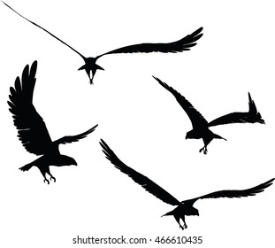 EPS 10 vector illustration of eagle silhouette