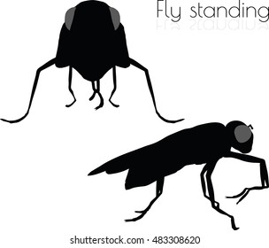 EPS 10 vector illustration of fly on white background
