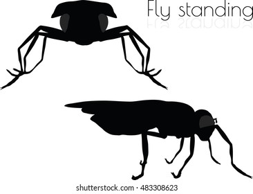 EPS 10 vector illustration of fly on white background
