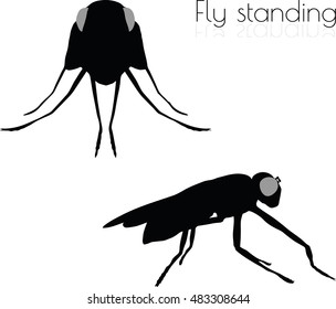 EPS 10 vector illustration of fly on white background
