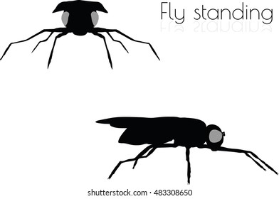 EPS 10 vector illustration of fly on white background
