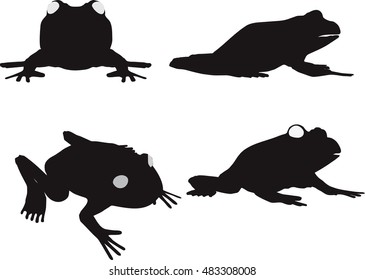 EPS 10 vector illustration of frog on white background

