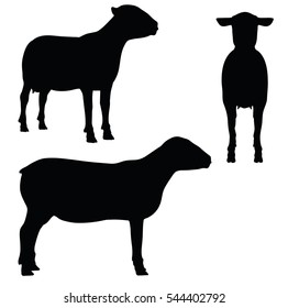 EPS 10 vector illustration of Sheep on white background