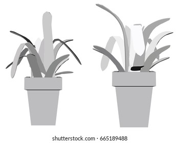 EPS 10 vector illustration of tree, plant silhouette