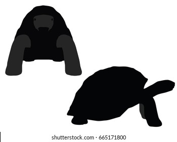 EPS 10 vector illustration of turtle, tortoise silhouette