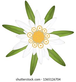 EPS 10 vector isolated edelweiss flower, symbol for german Oktoberfest and alps