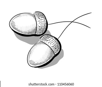 Eps 10 vector monochrome illustration of acorn. Hatching performed on graphic tablet