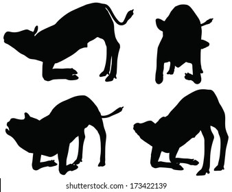 EPS 10 vector silhouettes of calf collection in nursed position