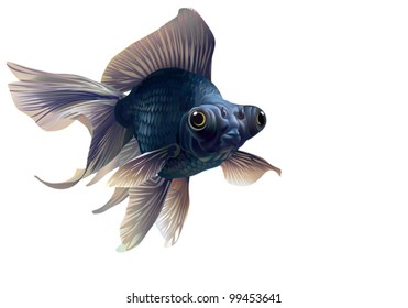 EPS 8 / Black veiltail telescope eye - toy fish. Carassius auratus gibelio