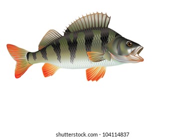 EPS 8/ Eurasian river perch [Perca fluviatilis]