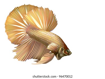 EPS 8/ Light Golden Rumble Fish, Or Cockerel [Betta Splendens]