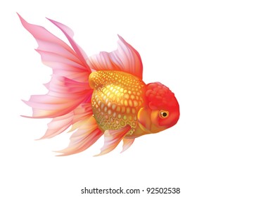 EPS 8/ Oranda orange - aquarium fish. Carassius auratis gibelio