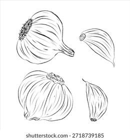 EPS-Format, handgezeichnetes Symbol-Set, Umrisszeichnung, Umrisszeichnung für Knoblauchsatz, Vektor, Vektorgrafik für Knoblauchlinien, Handmalerei-Set, Vektordesign, ideal für Verpackungsdesign, Lebensmittelmarken, Produktdesign und Etikettendesign