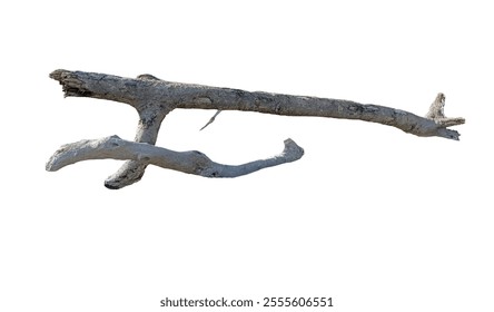 EPS PNG File. Cut out dead tree branches. Dry tree branch in isolated river bank. Wooden branch fallen in the bank of river.