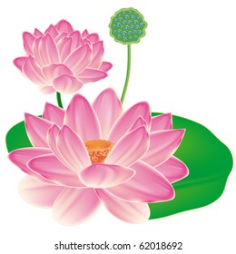 Set Lotus Flowers Leaves Buds Seeds Stock Illustration 1579652419 ...