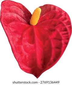 EPS vector illustration of Anthurium andraeanum, known as flamingo flower or laceleaf, featuring a glossy red spathe and yellow spadix, isolated on a clean background, for botanical and design use.