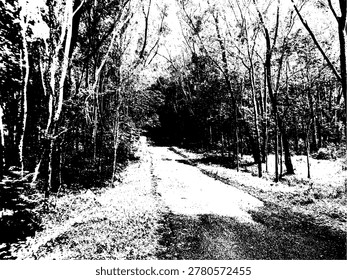 EPS vector illustration of an asphalt road through a dense forest. High-contrast black and white stencil graphic featuring nature landscape and trees for modern artistic design.