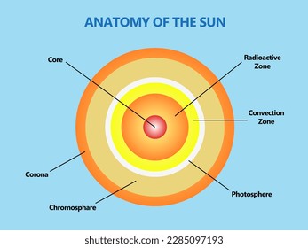 la ilustración vectorial de las capas que forman el sol o la anatomía del sol, nueva y adecuada para el diseño gráfico y la ilustración de libros de ciencia y biología y astronomía