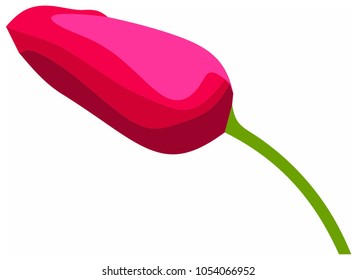 eps vector of rose tulip