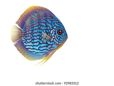 EPS10/The aquarium fish disus blue {Symphysodon aquifasciatus haraldi}