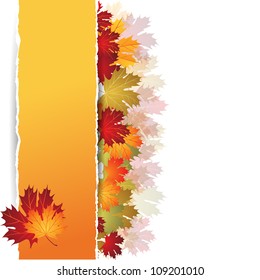 EPS10 Autumn maple leaves background. Vector illustration.