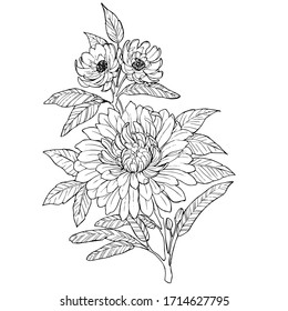 Dibujo gráfico floral en forma de vectores en blanco y negro EPS10. Flores románticas y adorables de verano y primavera.Composición de las flores.