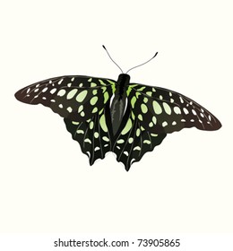 EPS10 Butterfly green spots