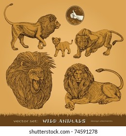 EPS10,  Hand-drawn wild animals vector set: lions, a lioness and lion cub (for decoration and design)