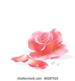 EPS10/ One pink rose