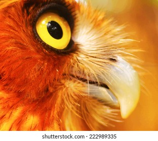 eps10 vector photo realistic postcard close up owl animal background
