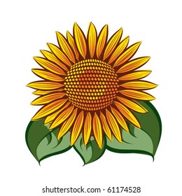 Eps10 Vector sunflower head isolated on white background