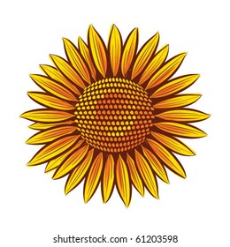 Eps10 Vector sunflower head isolated on white background