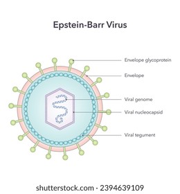 Vektorgrafik-Diagramm des Epstein-Barr-Virus