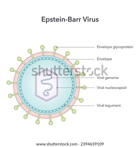 Epstein Barr Virus vector illustration graphic diagram Stock photo © 