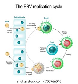 The Epstein-Barr virus (EBV) replication cycle (Entry to the cell, latency and reactivation). human herpesvirus. the cause of infectious mononucleosis and cancer.