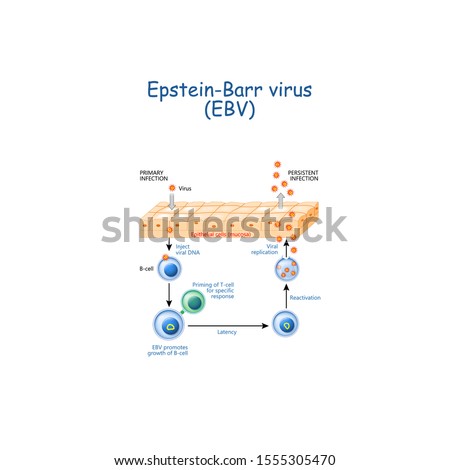 The Epstein-Barr virus (EBV) replication cycle (Entry to the cell, latency and reactivation). human herpesvirus. the cause of infectious mononucleosis and cancer. Herpes disease explanation Stock photo © 