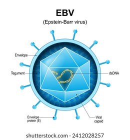 Epstein-Barr virus. EBV structure. Close-up of a Human gammaherpesvirus 4. Anatomy of human herpesvirus virion. Magnified of virus that causes infectious mononucleosis. Vector diagram