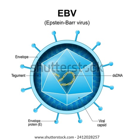Epstein-Barr virus. EBV structure. Close-up of a Human gammaherpesvirus 4. Anatomy of human herpesvirus virion. Magnified of virus that causes infectious mononucleosis. Vector diagram Stock photo © 