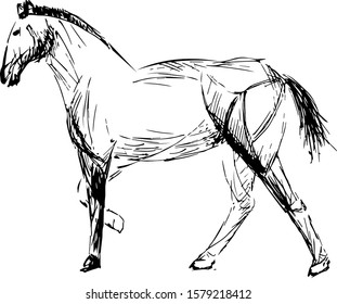 Equestrian horse, stylized Riding.