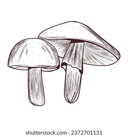 Equestrian tricholoma mushrooms on white background